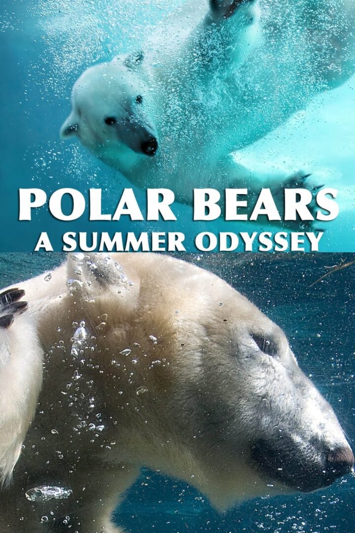 دانلود فیلم Polar Bears: A Summer Odyssey 2012 بدون سانسور با پخش آنلاین دانلود فیلم Polar Bears: A Summer Odyssey 2012 بدون سانسور با پخش آنلاین
