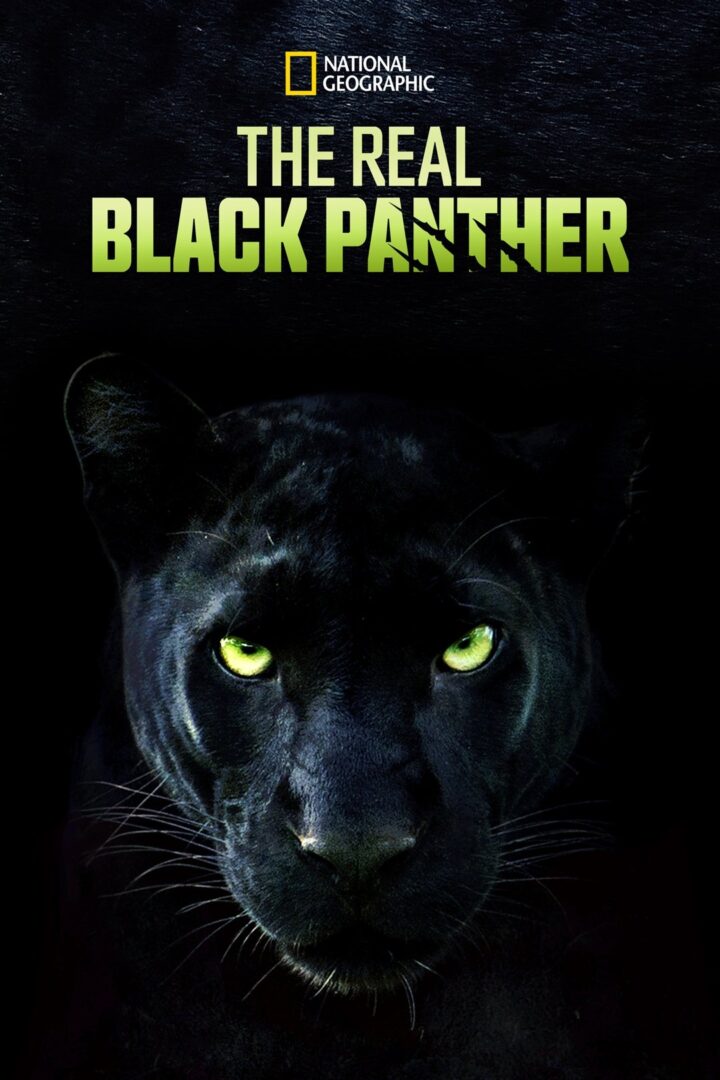 دانلود فیلم The Real Black Panther 2020 بدون سانسور با پخش آنلاین دانلود فیلم The Real Black Panther 2020 بدون سانسور با پخش آنلاین